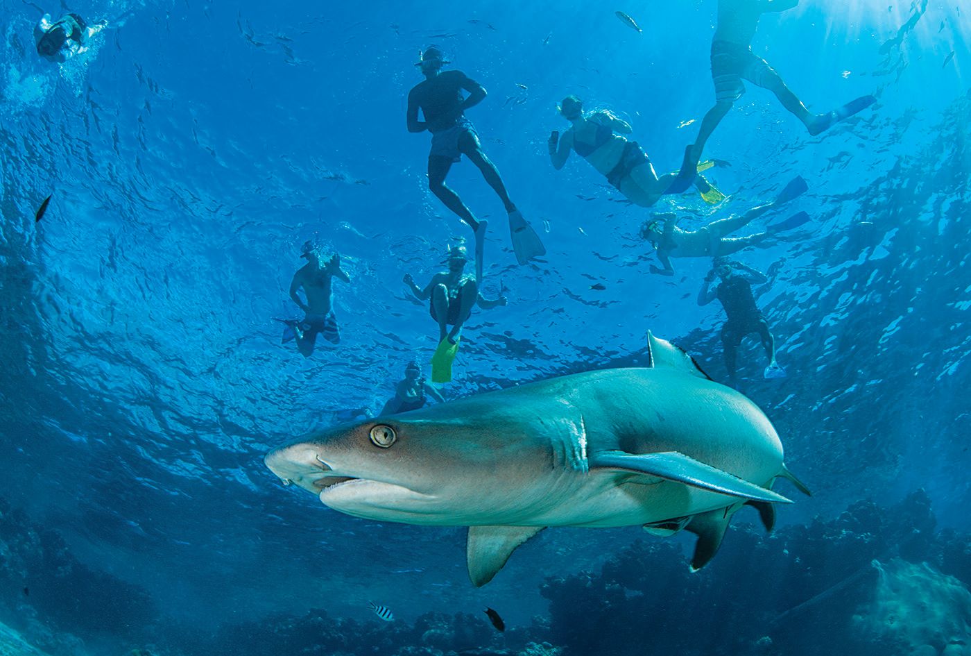 Ultimate Encounter: Snorkel With Sharks